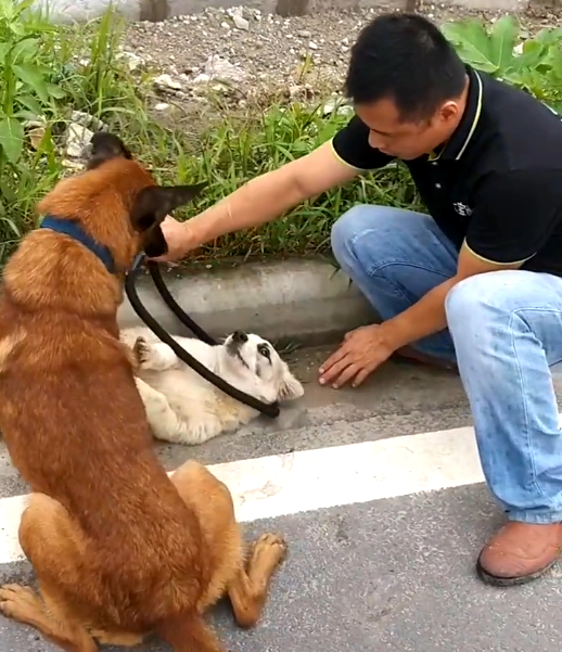 新种类工作犬:流浪狗救助犬,专门用来救助流浪狗的工作犬