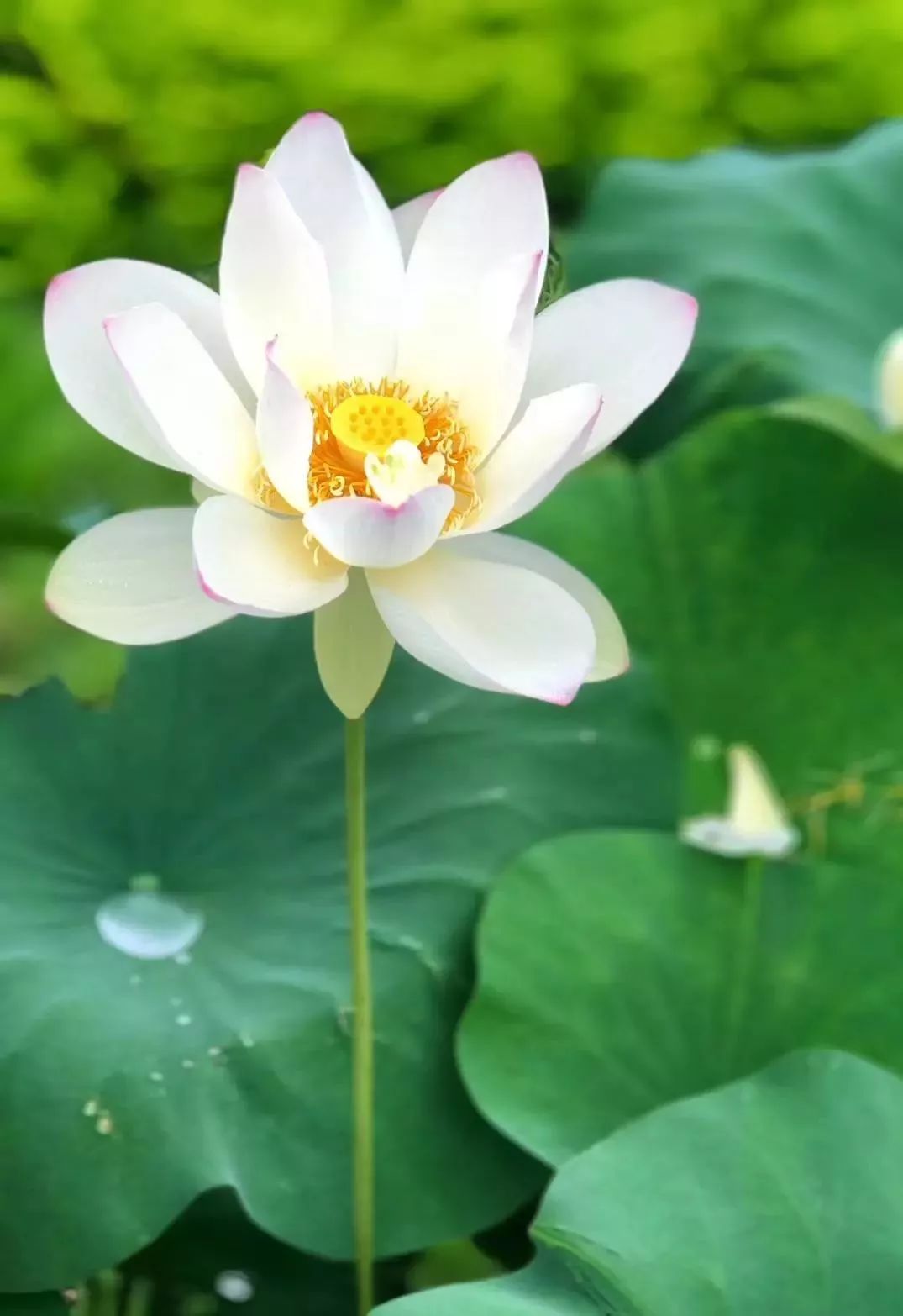 一片亭亭玉立的荷花 绽放池中~ 就是对荷花之美的真实写照 每一个花色