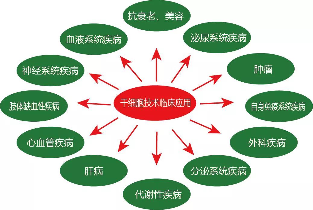 干细胞技术应用与效果