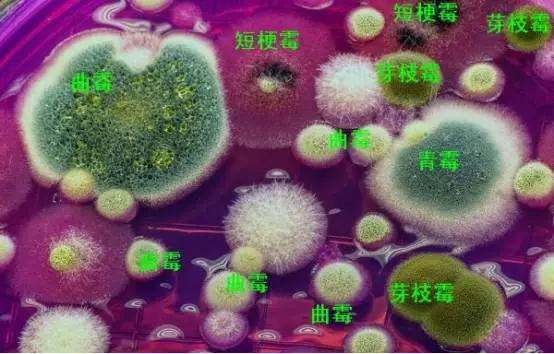常见霉菌形态描述及典型菌落图片汇总!