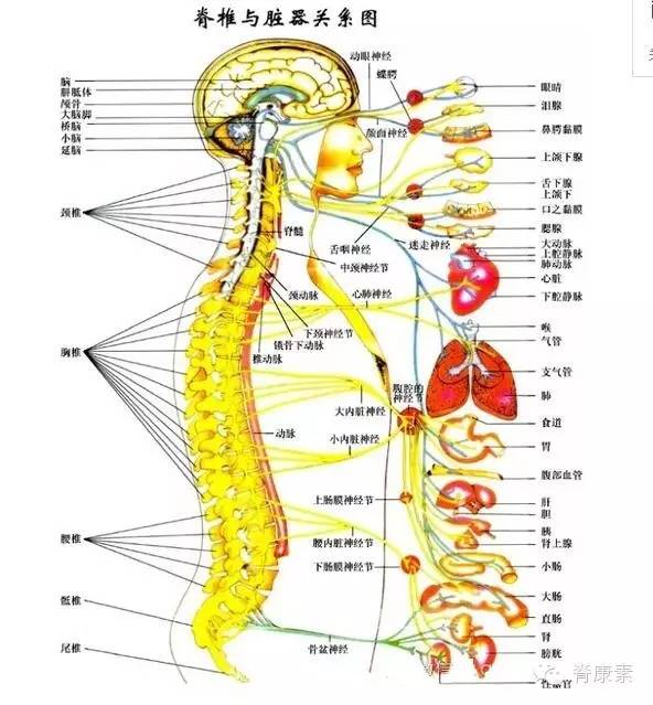 脊椎是怎样压迫神经的
