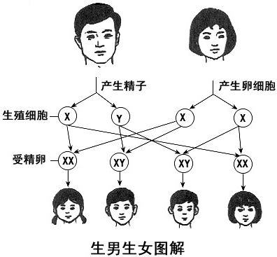 为什么现在如今孕妈生出来很多都是男孩，医生给出科学性答案