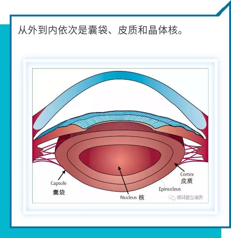 晶状体的基本解剖结构