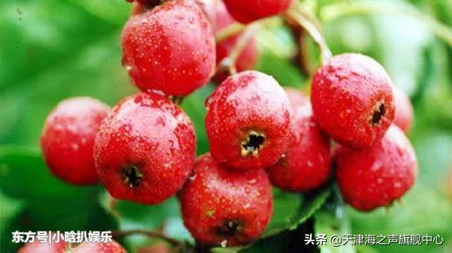 快速补血的水果 7871dad3cb9f453da527a4274f874f2a.jpeg