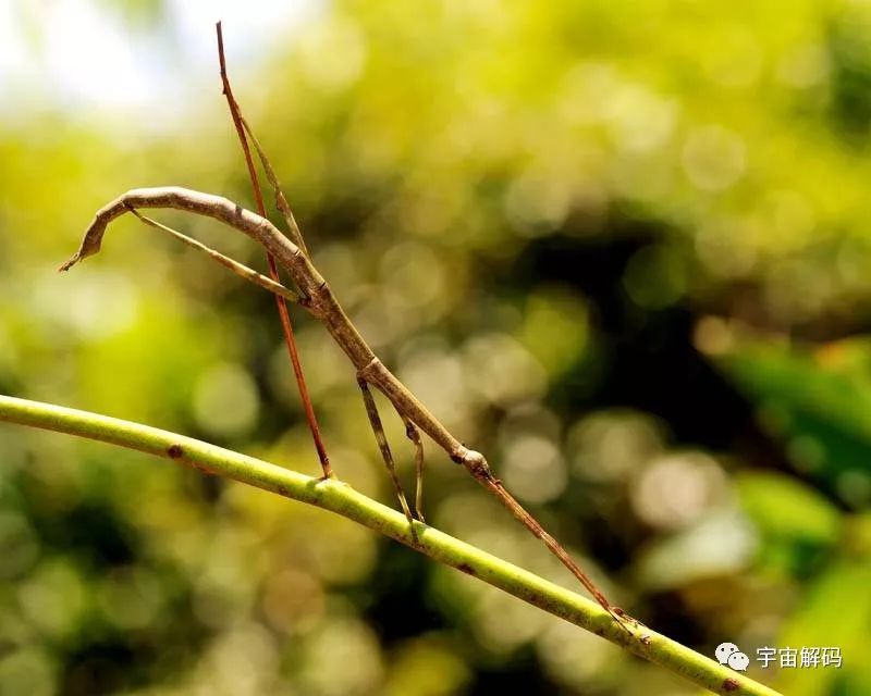 盘点全球最奇怪的十大昆虫,个个奇特!_树枝