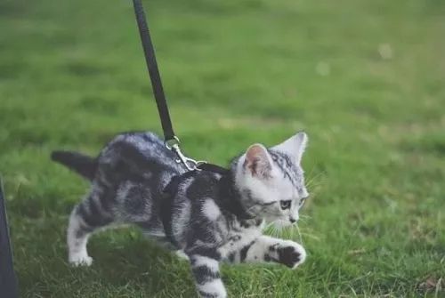 猫也需要遛?遛猫对猫而言是一项绝佳的运动