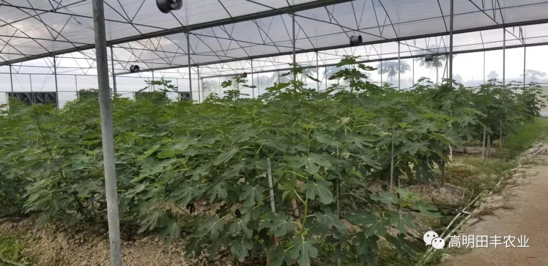 大棚无花果成熟开放鲜食无花果清甜滋润