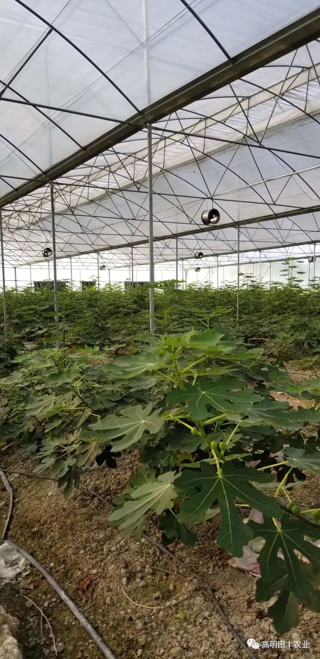 大棚无花果成熟开放鲜食无花果清甜滋润