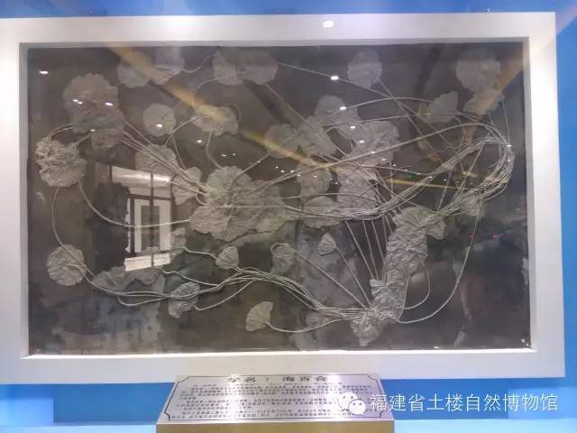 福建省土楼自然博物馆简介