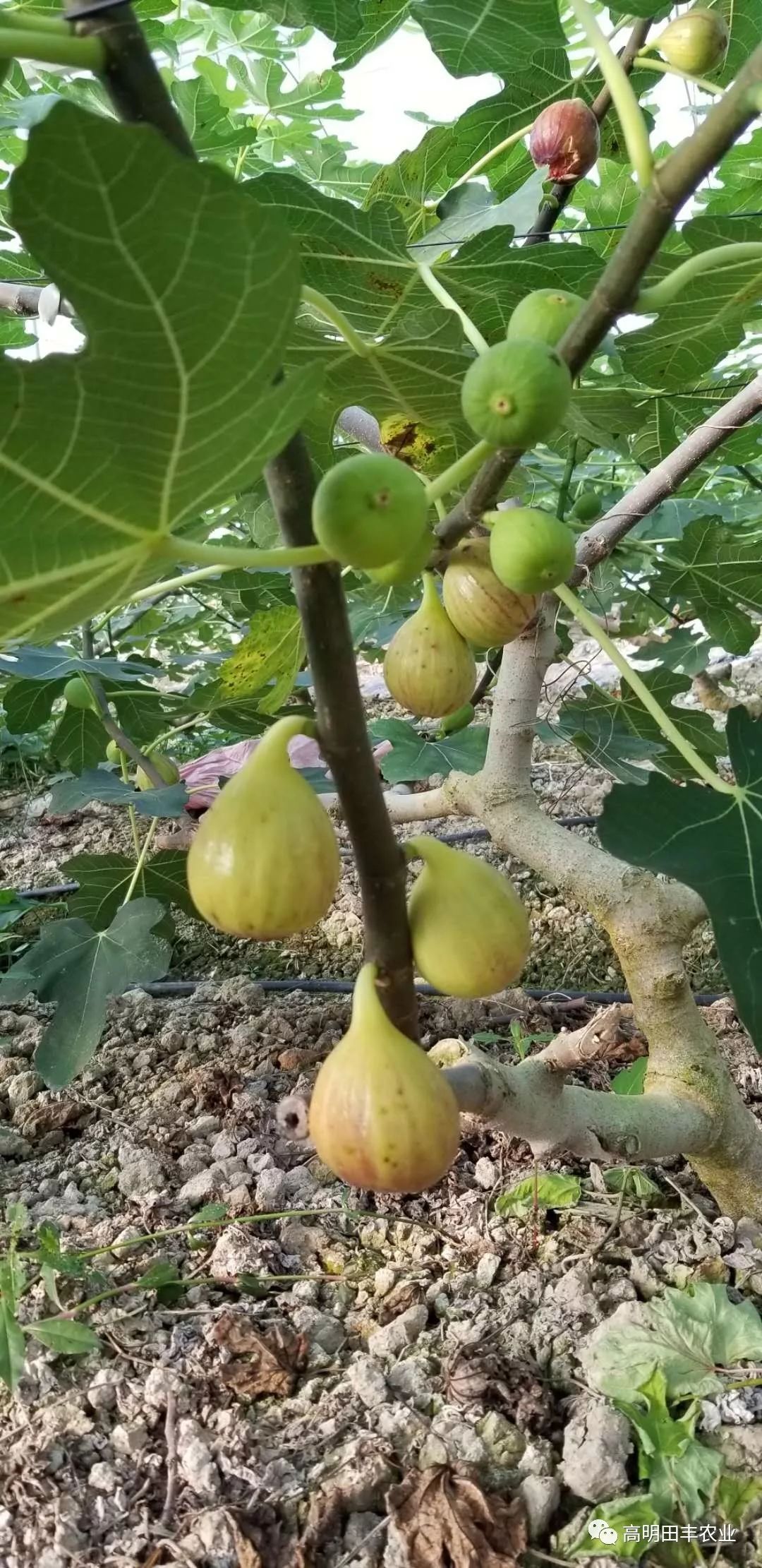 予笙雅阳