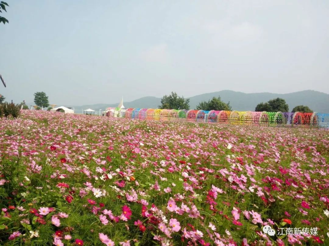 洈水生态岛格桑花儿开