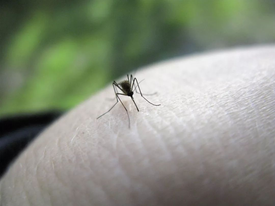 人手上的蚊子高清摄影大图-千库网