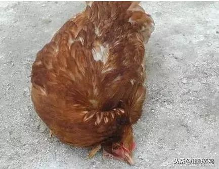若鸡群食欲减少甚至废绝,或出现异食癖,多是疾病的征兆.