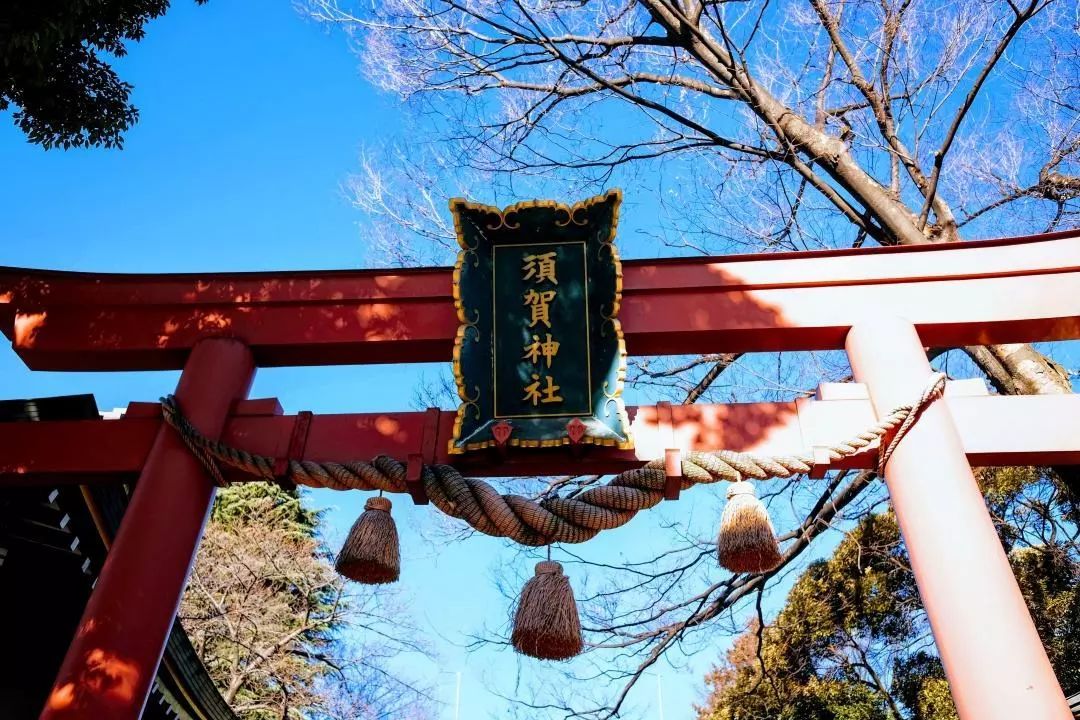 须贺神 