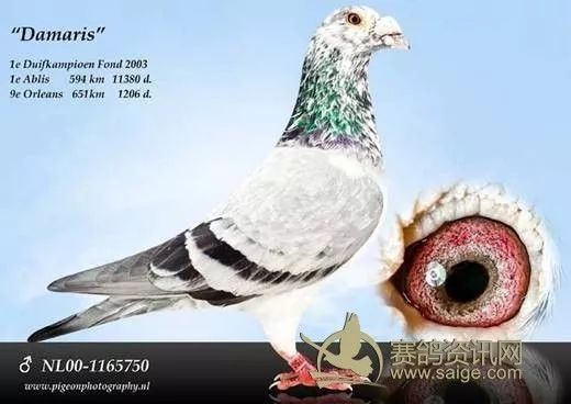 鸽子怎么看配上没配上 ac8561ad44474d7e944769a4f221ebfa.jpeg