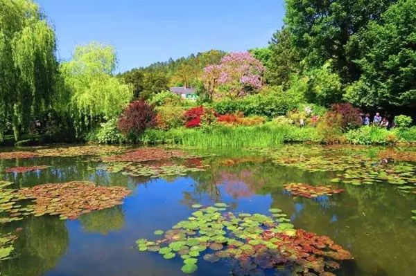 适合庭院种植的水生植物 水景