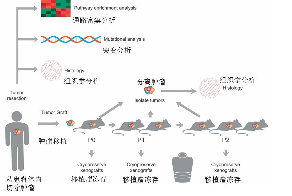 数据诊断模型怎么搭_诊断证明