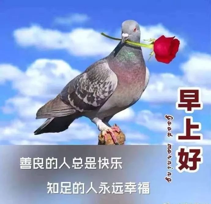 早上好短信祝福语最新版,2019最美早上好问候语祝福表情图片大全