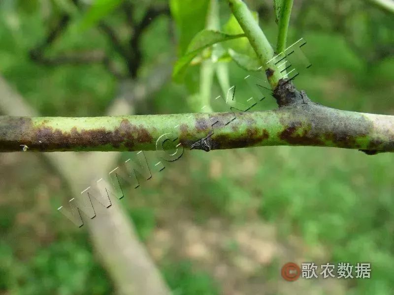 桃树细菌性穿孔病—夏季溃疡斑