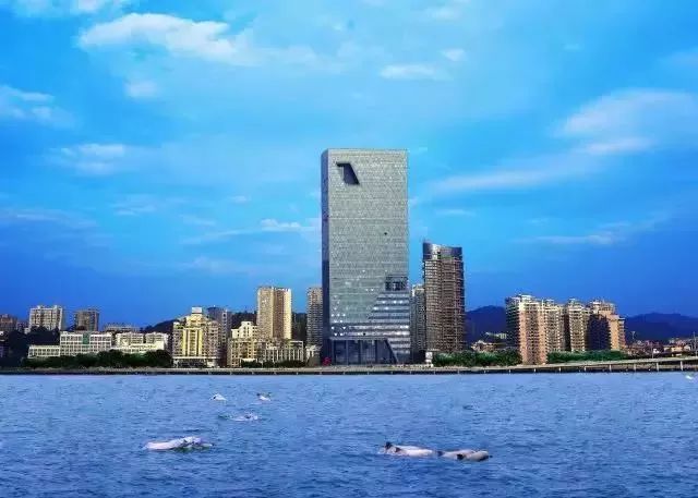 ▼ 中华白海豚属国家一级保护动物,有"水上大熊猫"之称,厦鼓海域常有