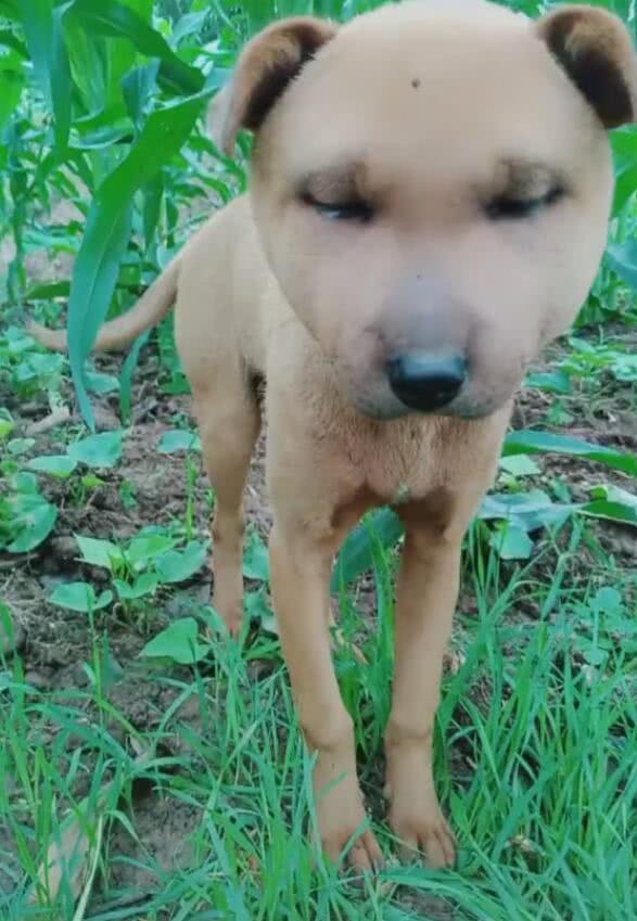 黄蜂蜇狗 c7fa5bf0fdc54bb592794008216f45d1.jpeg