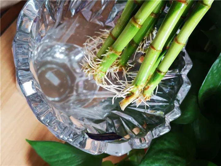 富贵竹几天换水一次最好 cb40b42f26b54b38928f4e4462f1dc3c.jpeg