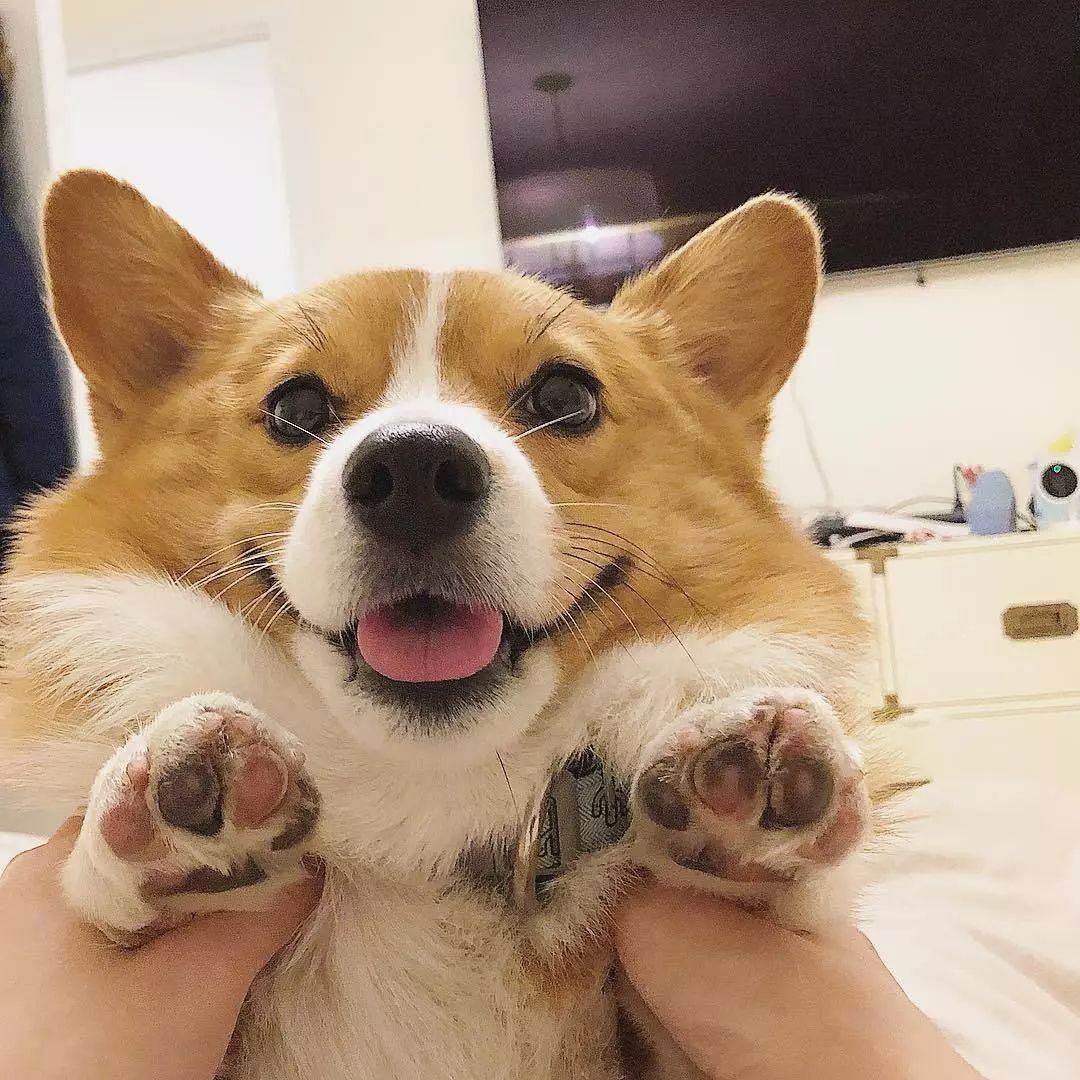 柯基当姐姐带大金毛弟弟.这对反差萌CP真的超