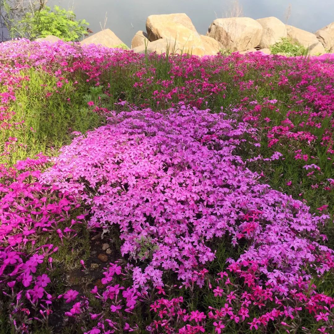 网红芝樱花,快来青山国家森林公园抓住最后的盛花期