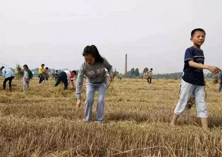 这是20年前蒙城人割麦子的童年