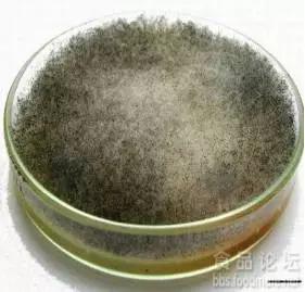常见霉菌形态描述及典型菌落图片汇总!