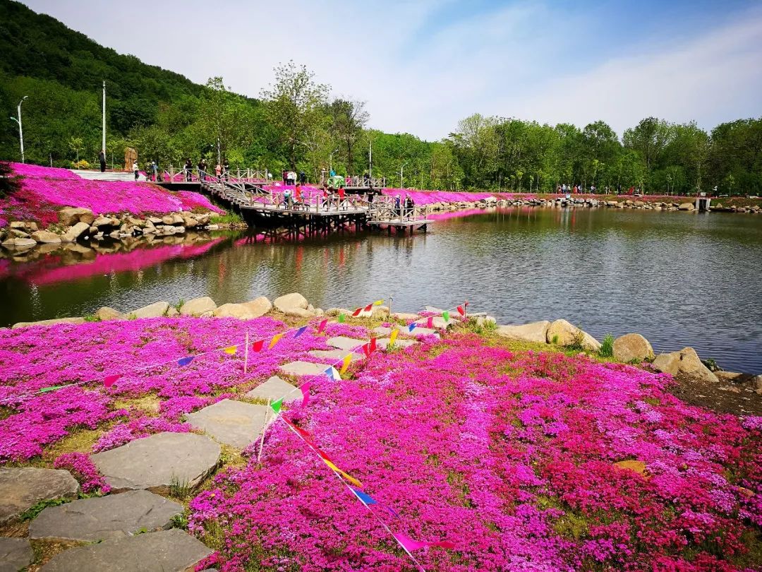 网红芝樱花快来青山国家森林公园抓住最后的盛花期