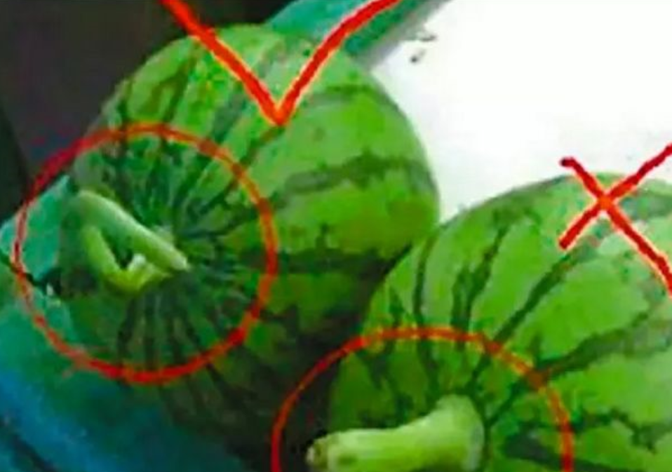 如何挑选西瓜是甜成熟的 e185cb548a6d45e7a41eb6fb1616c72b.png