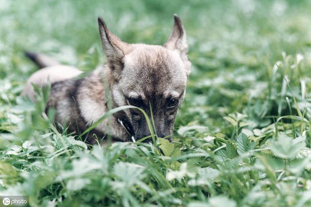 狗为啥不喜欢吃水果 ea13b1f29ba14f45aa3950538be7fe78.jpeg