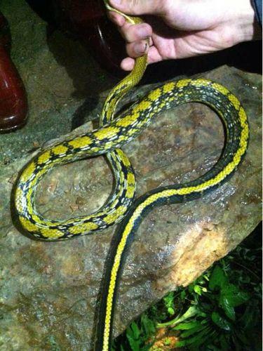 蛇是哺乳动物吗 eed8c24e9a7b47b7b50803fc5f7ffe2b.jpeg