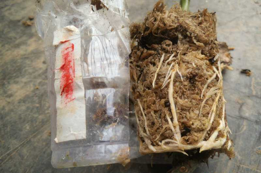 月季怎样高压繁殖成活率高?相比扦插有哪些优点呢?详解高压法