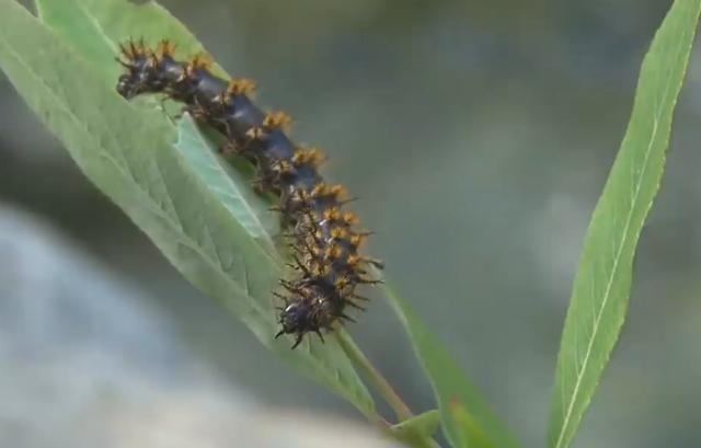 八个拥有催眠术的动物,第八个竟可以控制人类