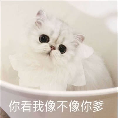 超软萌可爱猫咪表情包你看我的样子像开心吗