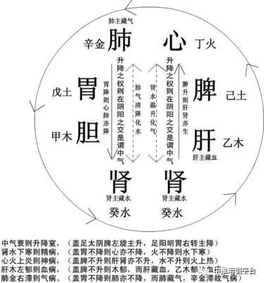 中医的脾是什么?38条了解中医的脏腑