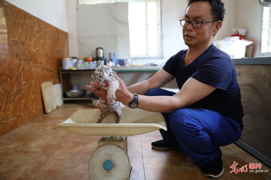                     山东荣成添珍贵白虎宝宝