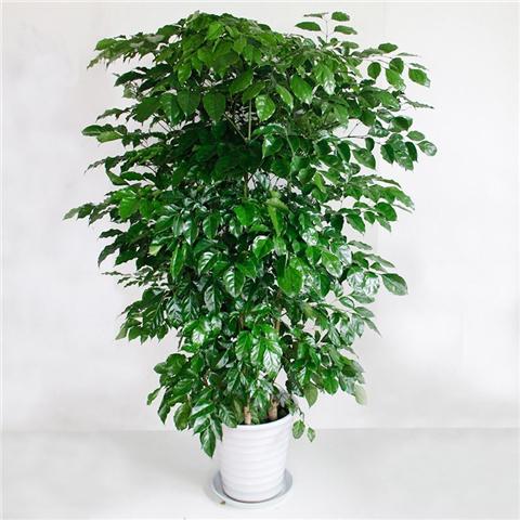 太阳干干枯的树仙人掌猜成语_一个太阳的图片猜成语(3)