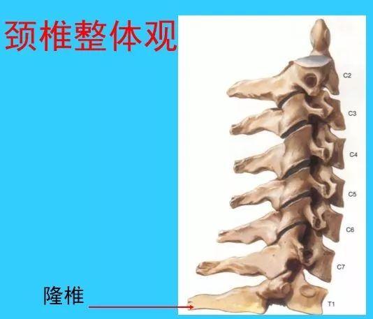 超实用脊椎解剖图解