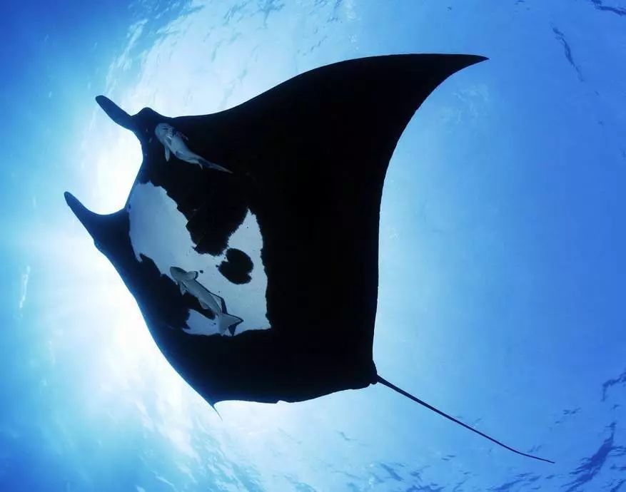 生物丨探秘在海洋中飞行的魔鬼鱼manta