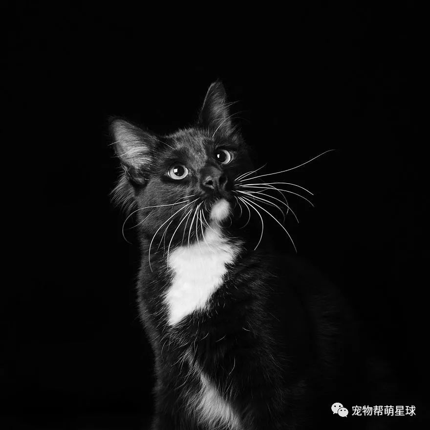 黑猫长得黑怎么了凭什么歧视用你粉底液了