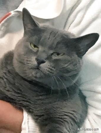 小灰猫表情无辜惹人疼,长大后崩坏眼神死让人笑:童星长歪