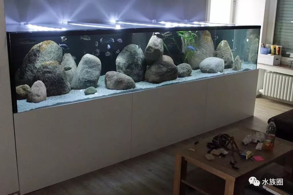 怎么养鱼才不会跳缸 2f6d72dc5516419584aced2ef9231172.jpeg