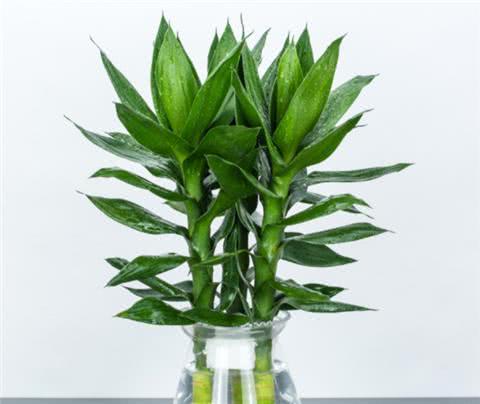 养富贵竹,用1种"药"水,呼呼疯长,根肥叶绿,节节高