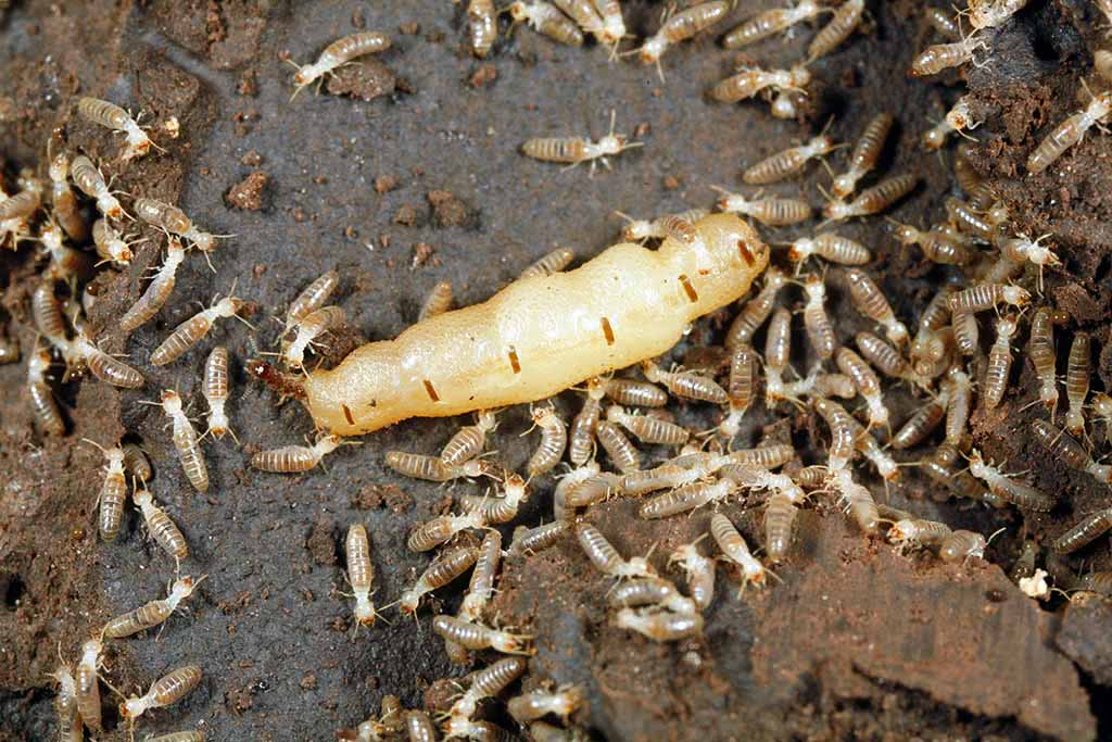 为什么昆虫的寿命那么短,而白蚁后的寿命却那么长?