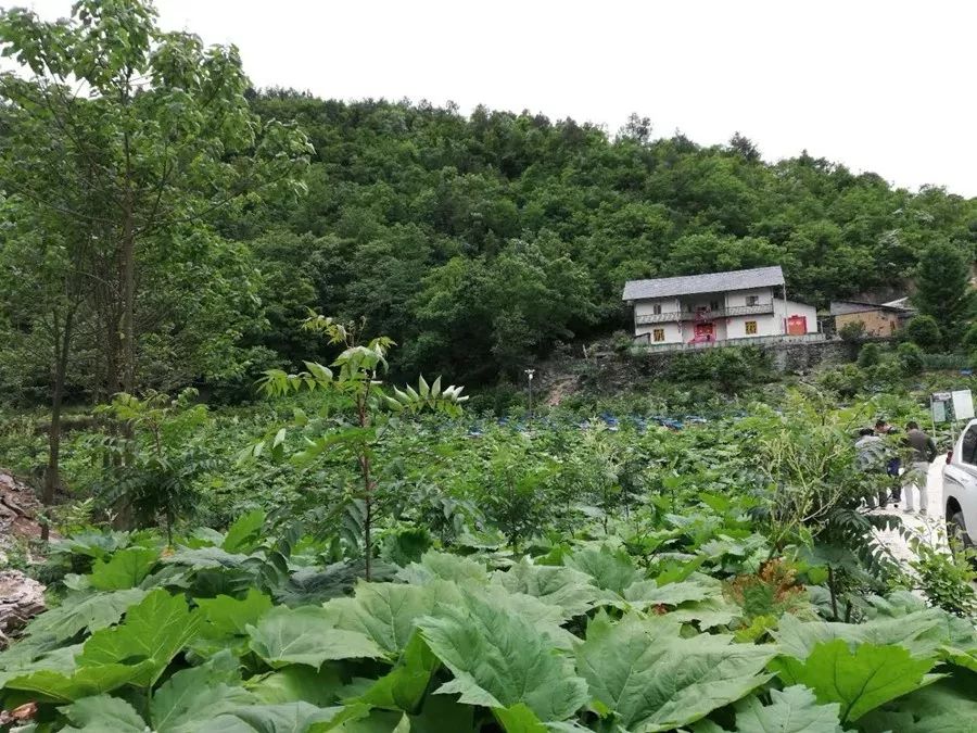 谭定明邀约他的合作伙伴,注册成立了巴东县鑫田生态林药种植专业