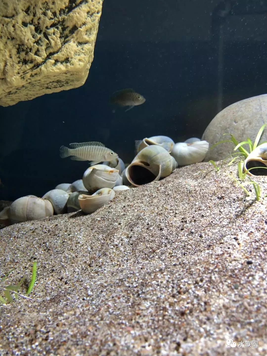 怎么养鱼才不会跳缸 3ebd7ee947b64fb4bea13bc0a2b1a9bf.jpeg