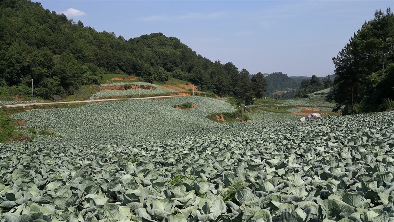 莲花县人口_莲花县李阳生个人图片(3)